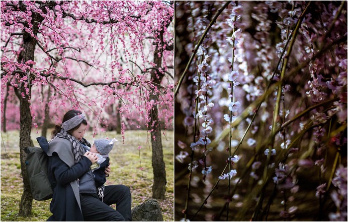 Японская весна раскрывает свои цветущие объятия.