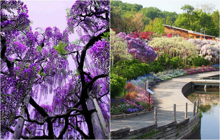 Ежегодный фестиваль цветущей глицинии Great Wisteria в Японии.