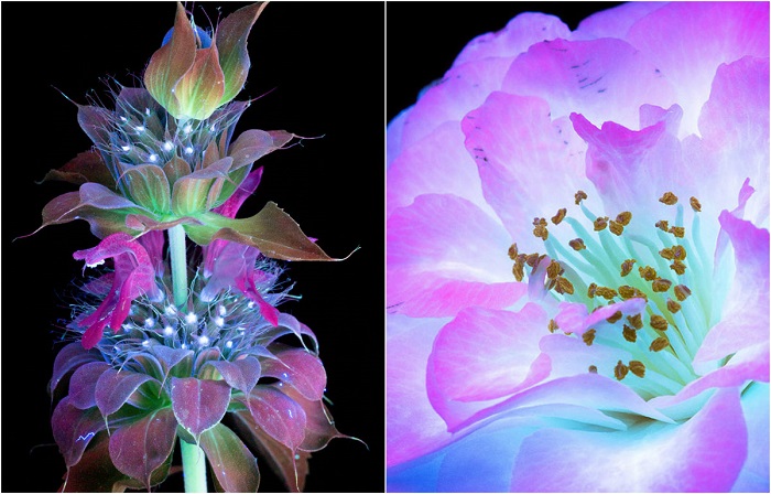 Цветы в ультрафиолете.