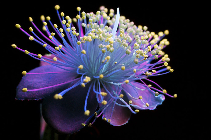 Красота цветка, освещённого ультрафиолетом.