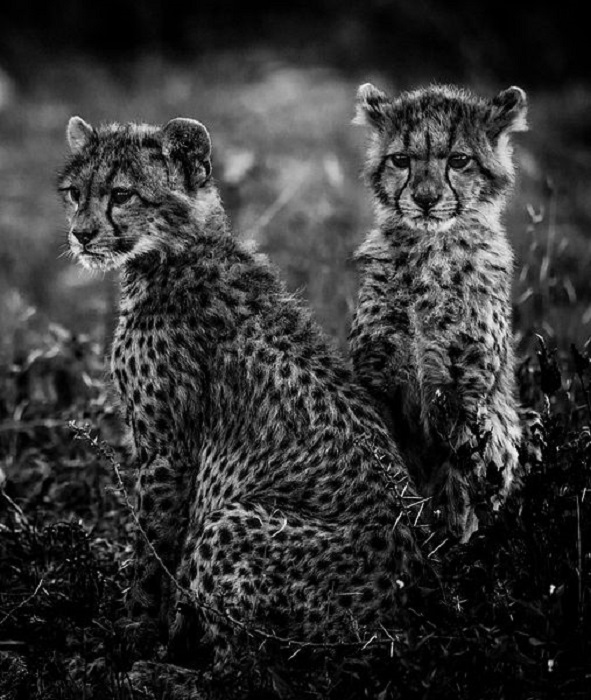 Детеныши гепарда семейства кошачьих.