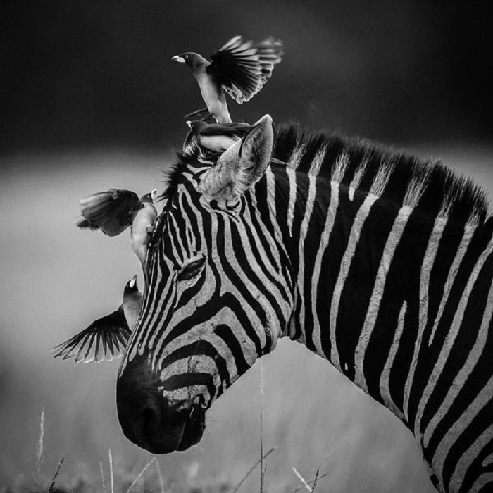 Зебры одни из немногих животных обладают цветным зрением.