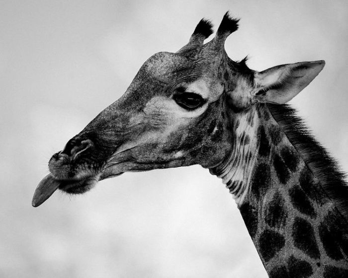 Длинный язык позволяет жирафу достать самые труднодоступные листочки с высоких деревьев.