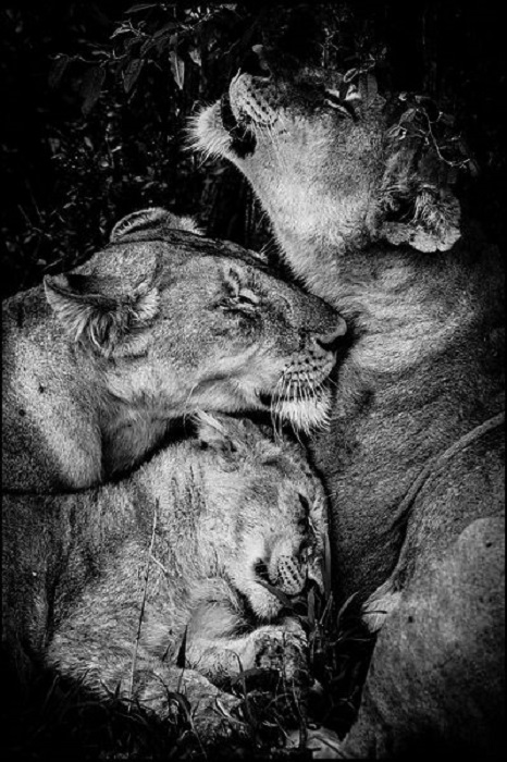 Во время отдыха львы общаются с помощью движений.