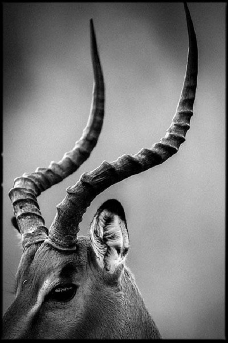 Красивые лировидные  рога самца антилопы.