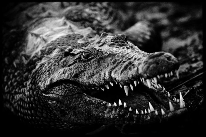  Устрашающая пасть  крокодила имеет зубы конусообразной формы, достигающие 5 см в длину.