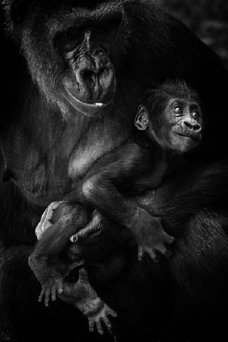 Самка гориллы проявляет трогательную заботу о своем потомстве.