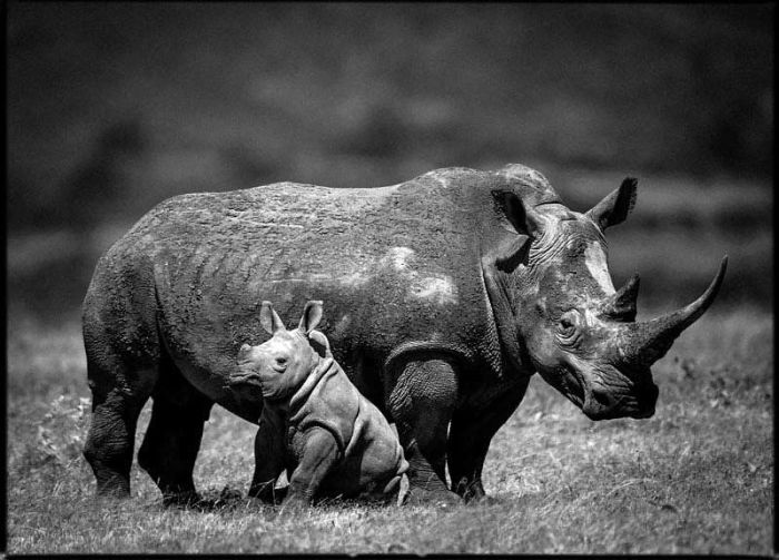 Детёныши носорогов живут со своими матерями до достижения 2—3-летнего возраста.