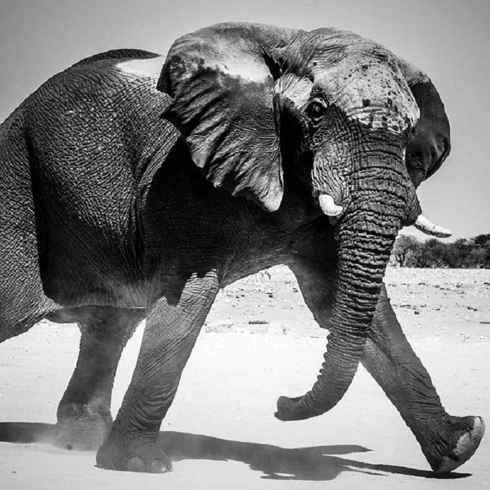 Дикий слон в Масаи-Мара.