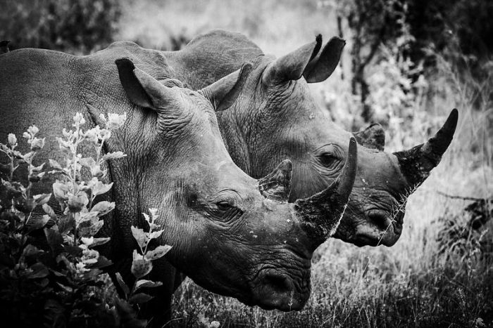 Носороги — крупные животные, названные так из-за своеобразных рогов, расположенных на конце морды.