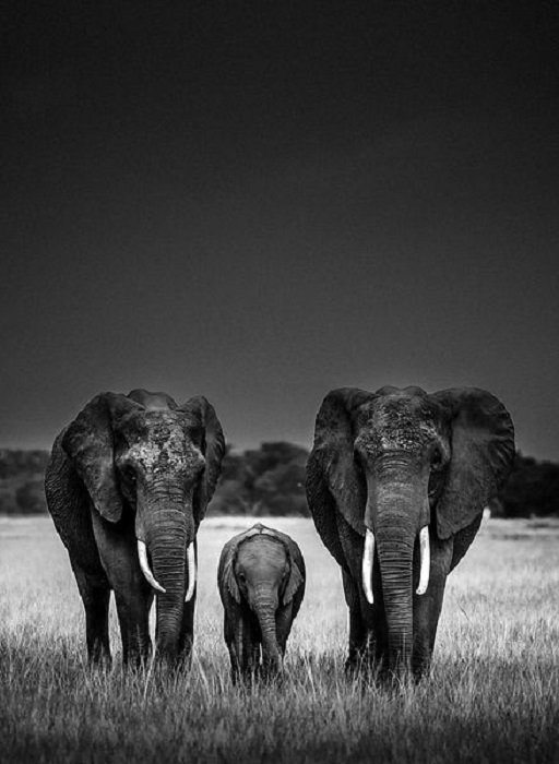 Семья слонов на просторах Национального заповедника.