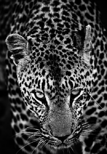 Острому зрению и тонкому слуху леопардов может позавидовать любое существо.