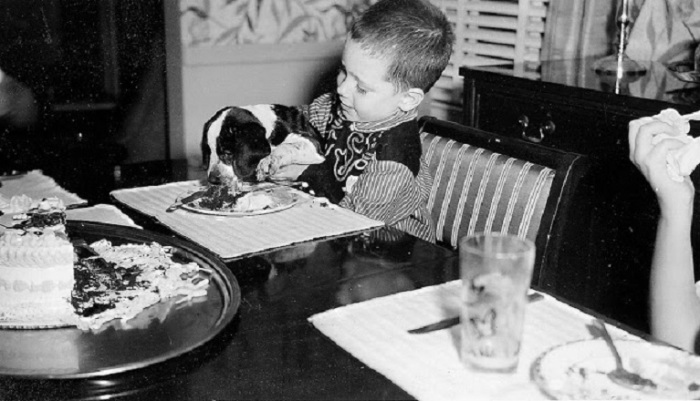 Мальчик кормит своего любимца прямо из своей тарелки.