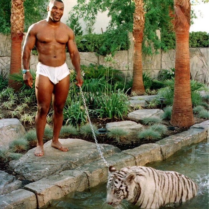 Боксер Майк Тайсон питает слабость к экзотическим животным-тиграм, которые проживали у него дома в течении семи лет.