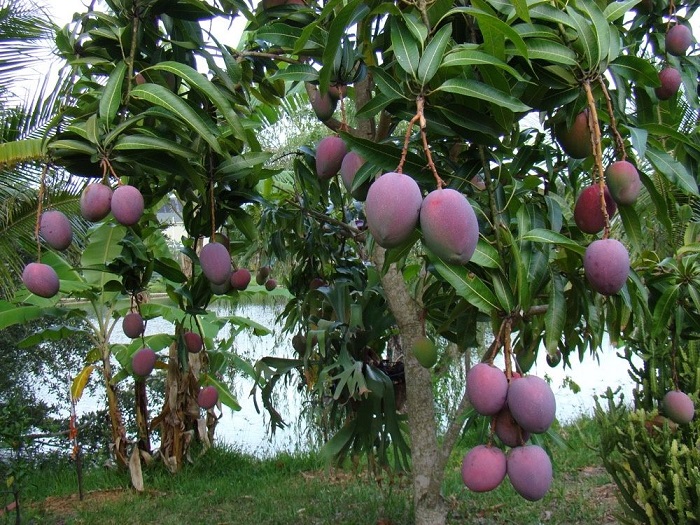 Экзотический плод, растущий в Индии и широко известен под названием «азиатское яблоко».