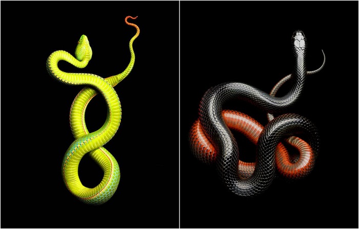 Опасная и яркая красота змей.