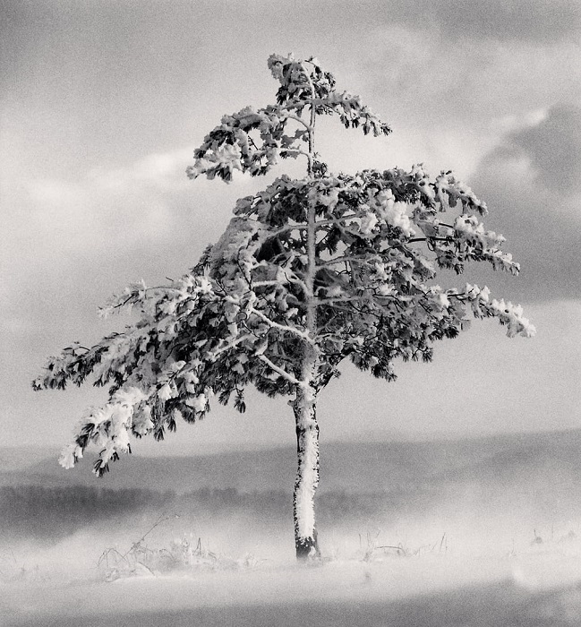 Главными персонажами монохромных фотографий Майкла Кенны часто становятся различные деревья.