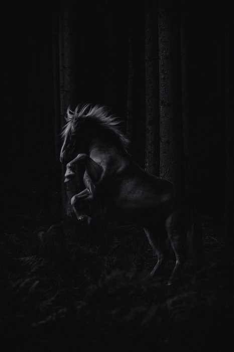 2-е место в категории «Файн-арт» присуждено фотографу Пиа Фабиенке (Pia Fabienke) из Германии, запечатлевшему вздыбленную лошадь среди деревьев.
