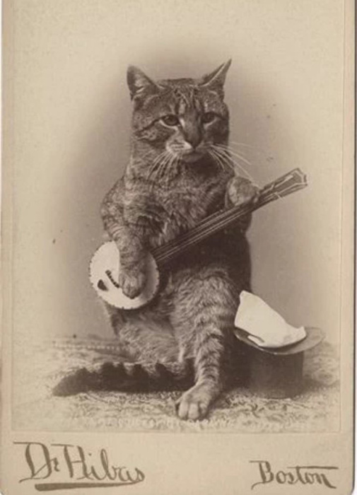 Кот, сочиняющий музыку...