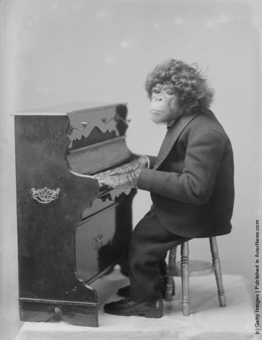 Цирковой шимпанзе во время выступления за фортепиано, 1900 год.