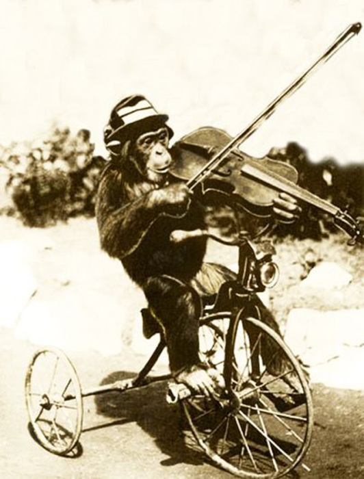 Умелый цирковой шимпанзе катается на велосипеде и играет на скрипке.