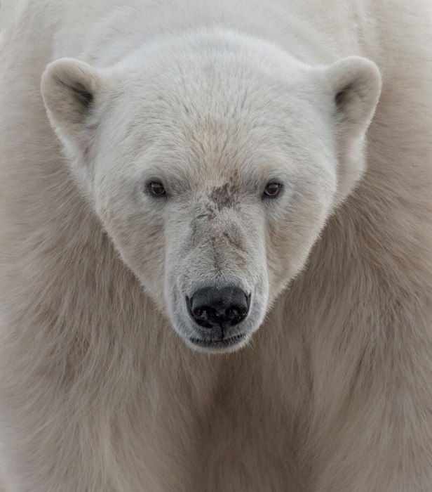 Полярный медведь на Шпицбергене. Фотограф: Ari Ross.