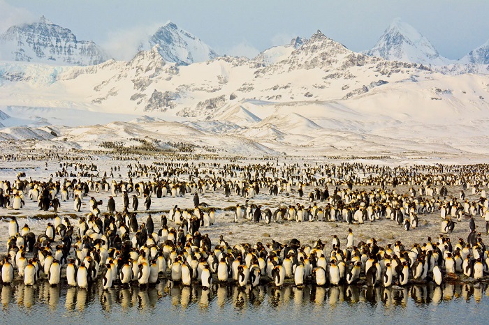 Антарктические пингвины весят в полтора раза меньше и предпочитают жить на скалах, поближе к небу. Фотограф: Shivesh R.