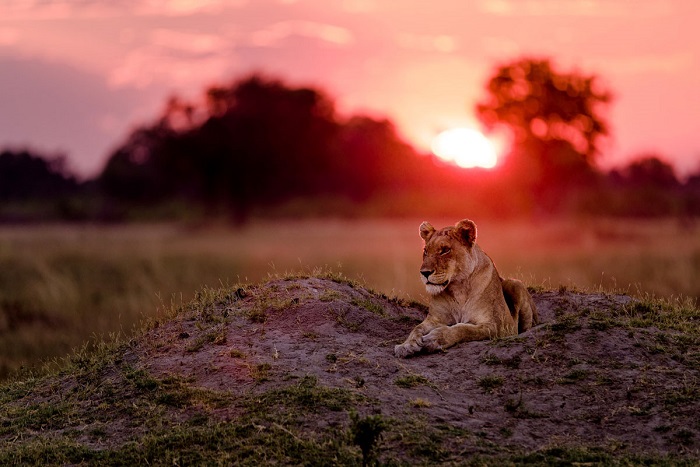 Отдых львицы, Ботсвана, Африка. Фотограф: Marja Schwartz.
