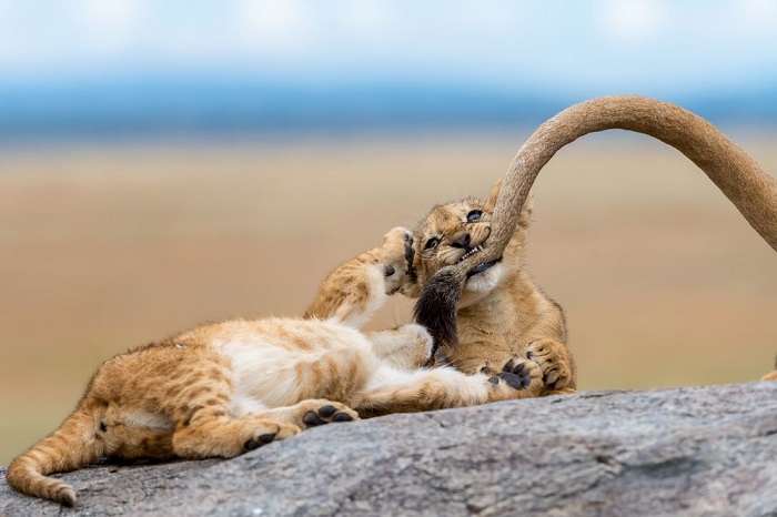Категория «Дикая природа/ Выбор аудитории» - американский фотограф Ярон Шмид (Yaron Schmid) со снимком львенка, который весело играет с материнским хвостом.