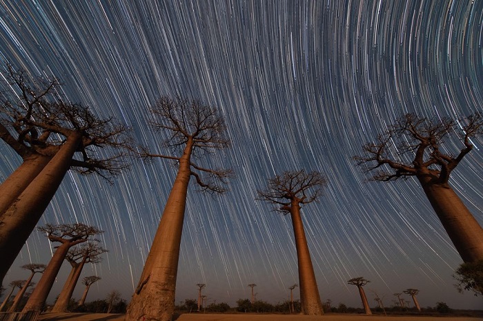 Категория «Места/ Выбор аудитории» - американский фотограф Мэгги Мачински (Maggie Machinsky) со снимком ночного неба над 800-летними баобабами.