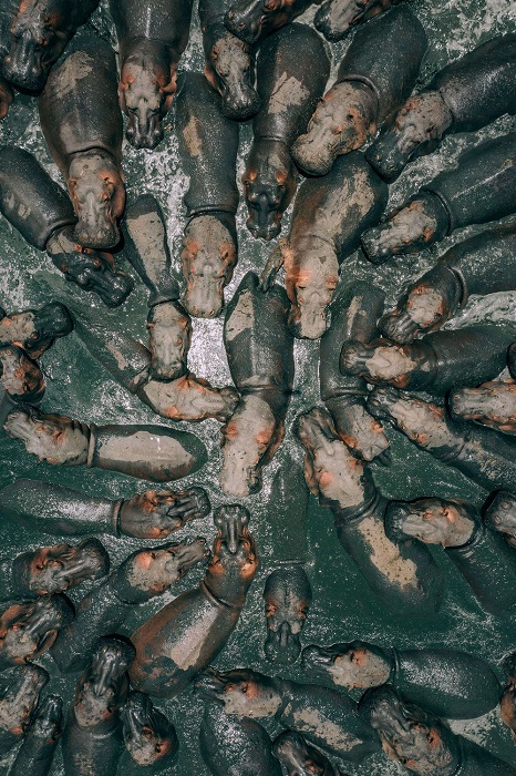 Номинация «Дикая природа/ Выбор аудитории» - американский фотограф Мартин Санчес (Martin Sanchez), запечатлевший бегемотов, которые принимают грязевые ванны.