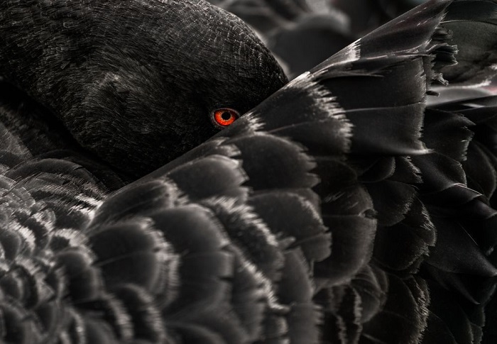 Категория: «Дикая природа». Автор снимка – фотограф Иштван Ладаньи (Istvan Ladanyi) из Германии, заснявший отдыхающего черного лебедя с рубиновым глазом.