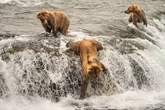 Категория: «Дикая природа». Автор снимка с бурыми медведями на рыбалке – американский фотограф Тейлор Томас Олбрайт (Taylor Thomas Albright).