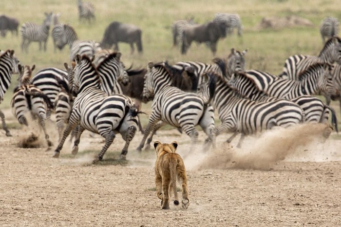 Категория: «Дикая природа». Автор снимка с развлекавшимся львенком в заповеднике «Серенгети» – американский фотограф Клаус Майер (Klaus Mayer).