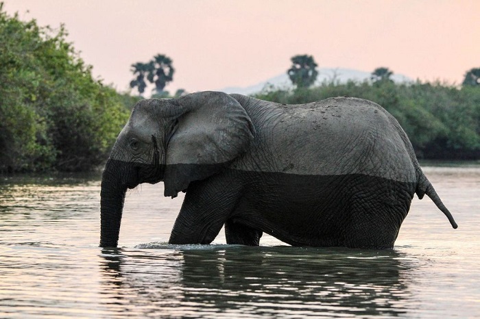 Категория: «Дикая природа». Автор снимка – американский фотограф Кэмерон Блэк (Cameron Black), запечатлевший слона на переправе через реку с крокодилами.