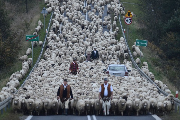 Категория: «Люди». Автор снимка – польский фотограф Бартломей Юрецкий (Bartlomiej Jurecki), запечатлевший традиционный выгон стада овец.