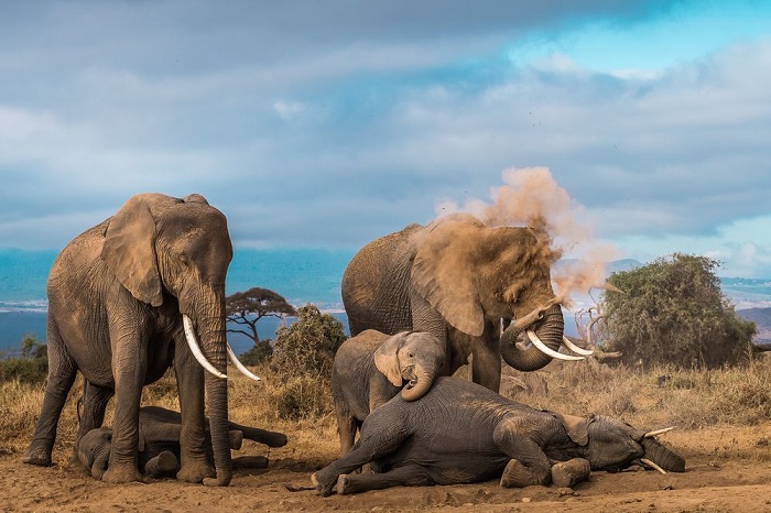 Категория: «Дикая природа». Автор снимка со слонами, принимающими пылевую ванну, - индийский фотограф Нилеш шах (Nilesh Shah).