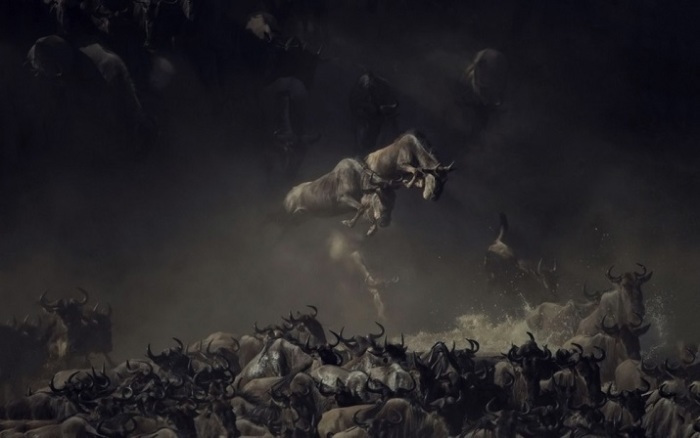 Лучшим в номинации «Дикая природа» признан фотограф Пим Волкерс (Pim Volkers) за впечатляющий снимок прыгающих антилоп гну при переправе через реку Мара.