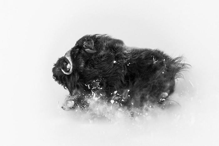 2-е место в категории «Дикая природа» присуждено фотографу Джонасу Бейеру (Jonas Beyer), запечатлевшему бегущего по снегу могучего овцебыка.
