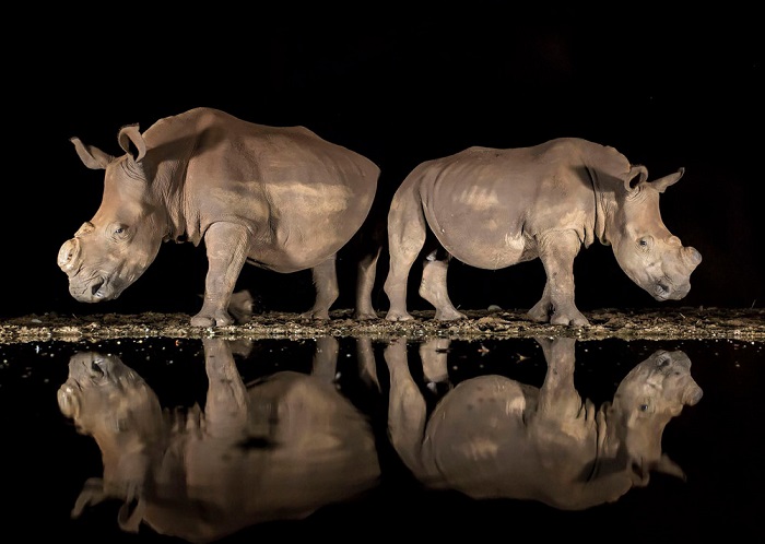 Третьим в номинации «Дикая природа» стала фотограф Элисон Лангевад (Alison Langevad), запечатлевшая носорогов с удаленными рогами у водопоя.
