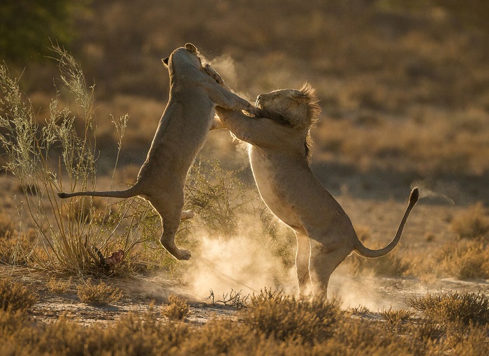 Львы в боевой схватке, парк Кгалагади, Южная Африка. Фотограф: Jaco Marx.