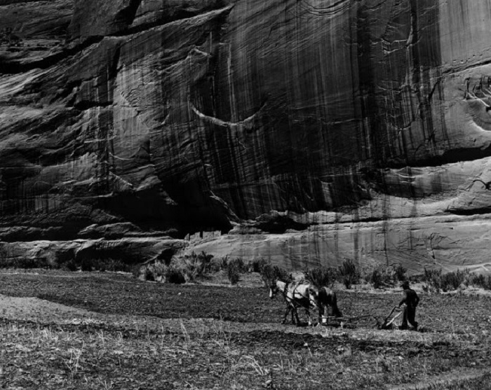  Мужчина Навахо пашет землю. Каньон-де-Шей, Аризона, 1948 год.