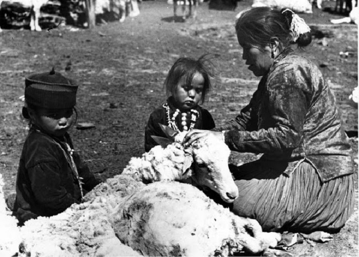 Стрижка овец. Недалеко от города Туба, Аризона, 1948 год.