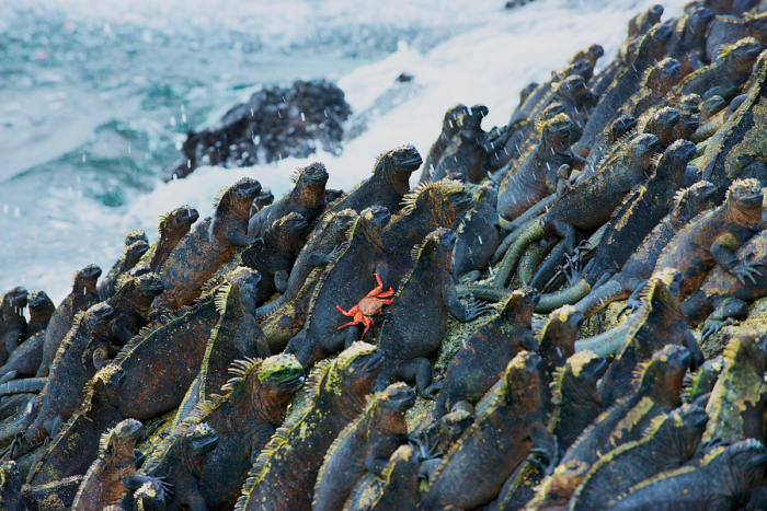 Единственная оставшаяся морская ящерица на Земле. Автор фотографии: Брюс Александр (Bruce Alexander).