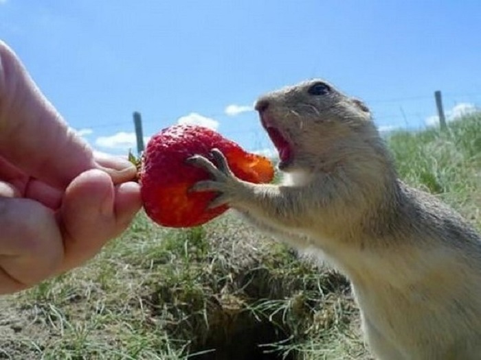 Отдай-отдай такую вкусную ягоду.