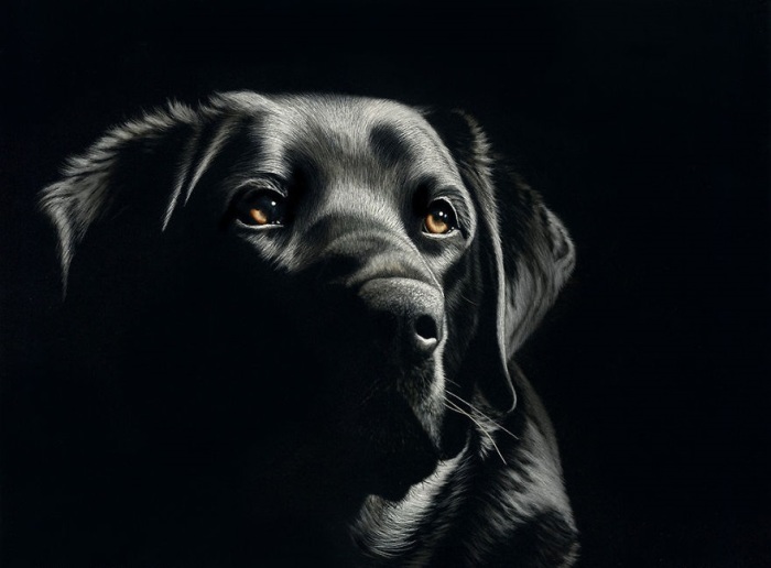 Портрет собаки выполнен при помощи сложной техники «скретчборд».