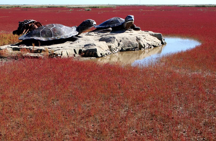 Берег реки Ляохэ усеян морскими водорослями Sueda, к сентябрю, отмирая, водоросли постепенно приобретают ярко-красный цвет.