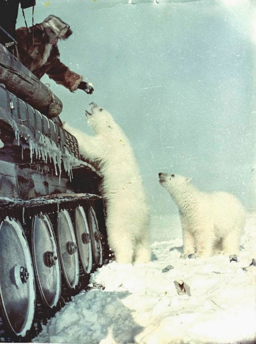 Советские солдаты кормят белых медведей с танка. 1950 год.