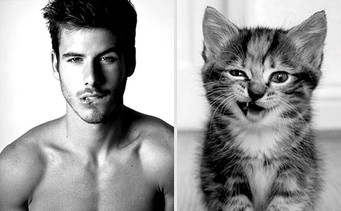 Сходство горячих парней с милыми котятами.