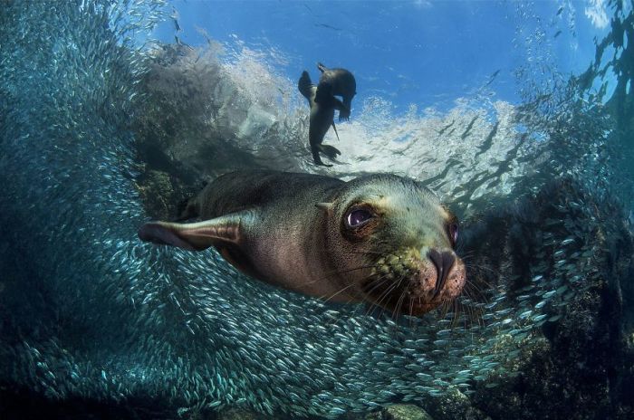 3-е место в категории «Животные в естественной среде обитания» присуждено итальянскому фотографу Филиппо Борги (Filippo Borghi).